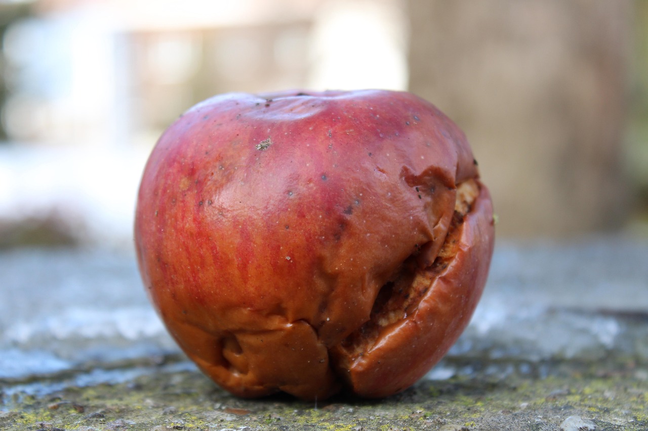 A weathered apple